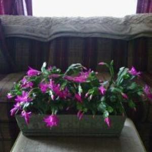 Meet your Posher, Sally